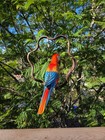 Tropical Red Macaw Parrot Wood Carved Hanging Bird Statue On Vine Perch 16   