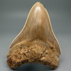 4 81  Razor-sharply Serrated Fossil Megalodon Tooth - Indonesia