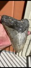 Meg Shark Tooth 6 Inches Plus  4 3 4 Width  Thick Incredible Colour And Hues 
