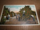 Three Old Original Florida Orange Themed Postcards 1920 s - 1930 s