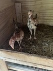 Poultry Chicken Gamefowl