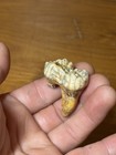 Gorgeous Extinct Romanian Cave Mammal Molar Fossil Ursus Predator Carnivore