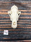 Coyote Skull Animal Mount Man Cave Western Decor Craft Unique Gift Yard Lawn Art