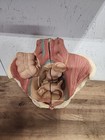 Anatomical Female Pelvis Anatomy Model With Genital Organs Vessels Nerves Us
