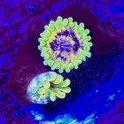 Wysiwyg Big Bird With Kermit Zoanthids Soft Coral - Live Coral