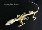 Gothic Decor Asian House Shrew Suncus Murinus Real Skeleton Taxidermy Shadowbox