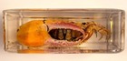 38mm Real Fiddler Crab In Crystal Clear Lucite Resin Science Education Specimen