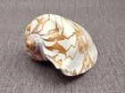 Noble Volute Seashell Voluta Nobilis  1 Shell Approx  6  Inches 