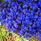 20000  Magic Blue Creeping Thyme Seeds For Planting Ground Cover Plants Heirloom