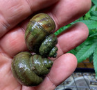 10 Mystery Snails Asian Ringed Apple Snail Freshwater No Babies Outdoor Pond