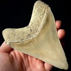 Indonesian Megalodon Shark Tooth 4 96  Real Unrestored Shark Teeth Fossils