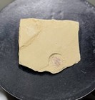 Chengjiang Fossil Site   Naraoia Arthropod Fossil   Cambrian Period   China