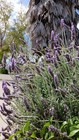 4 Oz  Organic Culinary Grade Fragrant Lavender Flower Buds Dried Flowers Bulk  