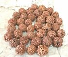 7 Mukhi Rudraksha   Seven Mukhi   Nepal Origin - 5 Pieces   Certified A  Quality