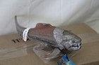 Dunkleosteus Dinosaur Toy Figure Schleich Detailed Realistic Moveable Jaw