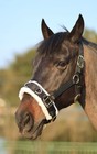 Teke Lunge Cavesson With Fleece Lined Nose Band And Crown