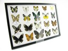 20 Beautiful Butterfly Butterflies In Showcase - Framed - Real - A-20-madam-19