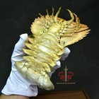 Lobster Specimen Lbacus Ciliatus  Museum-quality Taxidermy   Display Box