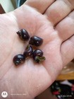 Blue Mystery Snails X 2 - Live Snails - Aquarium - Fresh Water - High Quality