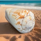 Beautiful 2    Strawberry Conch Sea Shell From Florida