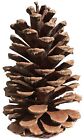 18 Count  Xl Longleaf Pine Cones For Decorating floral crafts events dinners