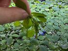 15 Dwarf Water Lettuce Plants - Buy2get1free - Aquarium Plant - Free Shipping