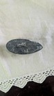 Polished Black gray Nautiloid Fossil Specimen Polished Nautiloid Fossil