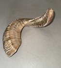 Shofar Yemenite Rams Horn Xl 17   -27    Half Polished Kosher Free Shipping Usa