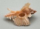 Chicoreus Orchidiflorus Orchid Murex Orange Seashell 24 5mm Collector Specimen