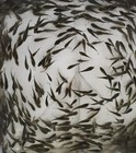25 Blue Tilapia-live Fish