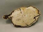 Petrified Wood Water Cypress Polished Round Slab Sunnyside  o2