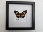 Framed Ascolius Swallowtail Taxidermy  Ethically Sourced Butterfly Display