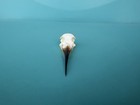 Blue-tailed Bee-eater Bird Skull