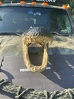 21  Alligator Head From 12 Foot Louisiana Gator