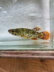 Melanistic Golden Topminnow 2  