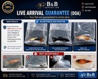 Nemo Koi Galaxy Halfmoon Plakat Betta Male B7 Live Fish Usa