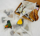 10 Real Butterflies Colorful Dried Taxidermy Insect Collections Entomology Gift
