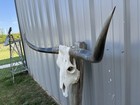 Longhorn Steer Skull 4 Feet 2 1 2 Inch Wide Polished Bull Horn Mounted Cow Head