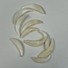 Lot Of 10 Assorted Coyote Fangs Teeth Goth Odd Craft Real Taxidermy Cleaned 0383