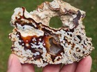 Florida Agatized Coral Fossil Geode Cut Polished Agate Display Piece Uv Colorful