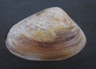 Giant Surf Clam Sea Shell Measures 4 -6  Across          Bcx