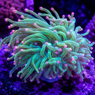 Cotton Candy Torch Coral     Neon Green Live Saltwater Lps Coral For Reef Aquarium
