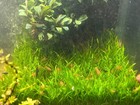 Mexican Orange Dwarf Crayfish  breeding Colony Of 6     Cpo Live Aquarium Crayfish