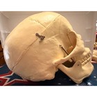Medical Skeleton Life Size Model-disarticulated  Unassembled 60 Pcs Anatomy Euc