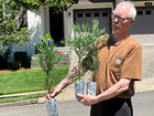 8 Giant Sequoia Redwood Trees  You re Buying 8 Trees