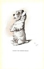 Vintage Sealyham Terrier Print 1930s Cecil Aldin Sealyham Illustration 5474b