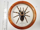 Large Mexican Red-knee Tarantula   Real Framed Spider Taxidermy Decor 20