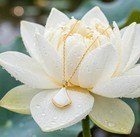 Lotus Necklace   Pack Of 5  - Gold Plated Stainless Steel Chain  - White