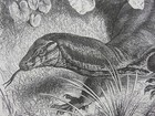 Rare Antique Original Vtg Indian Monitor Lizard Reptile Illustration Art Print