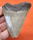 Megalodon Shark Tooth - Real Fossil - 2 52 Inches  Shark Teeth - No Restorations